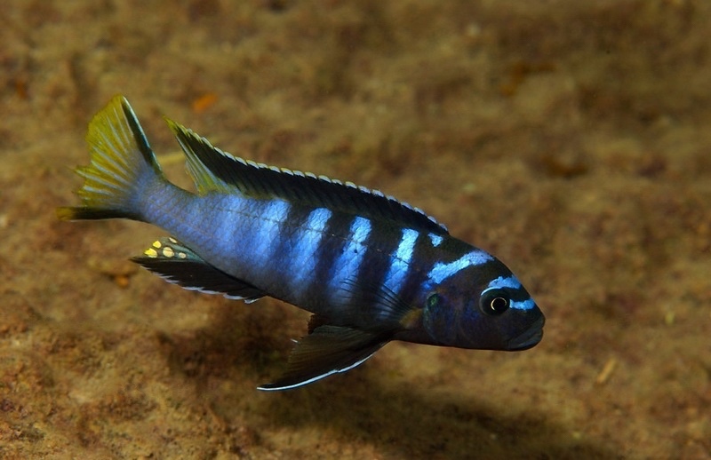 Maylandia sp. 'elongatus ngkuyo' Higga Reef